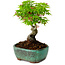 Acer palmatum Shishigashira, 15 cm, ± 10 years old, with a nebari of 2,5 cm