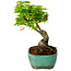 Acer palmatum Shishigashira, 15 cm, ± 10 years old, with a nebari of 2,5 cm