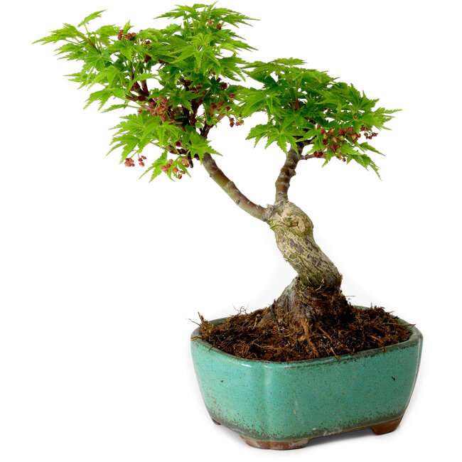 Acer palmatum Shishigashira, 15 cm, ± 10 anni, con nebari di 2,5 cm
