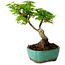 Acer palmatum Shishigashira, 15 cm, ± 10 jaar oud, met een nebari van 2,5 cm