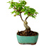 Acer palmatum Shishigashira, 15 cm, ± 10 anni, con nebari di 2,5 cm
