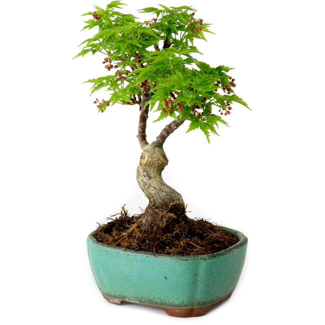 Acer palmatum Shishigashira, 15 cm, ± 10 years old, with a nebari of 2,5 cm
