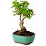 Acer palmatum Shishigashira, 15 cm, ± 10 ans, avec un nebari de 2,5 cm