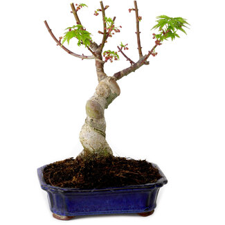 Acer palmatum Shishigashira, 15 cm, ± 10 años de edad