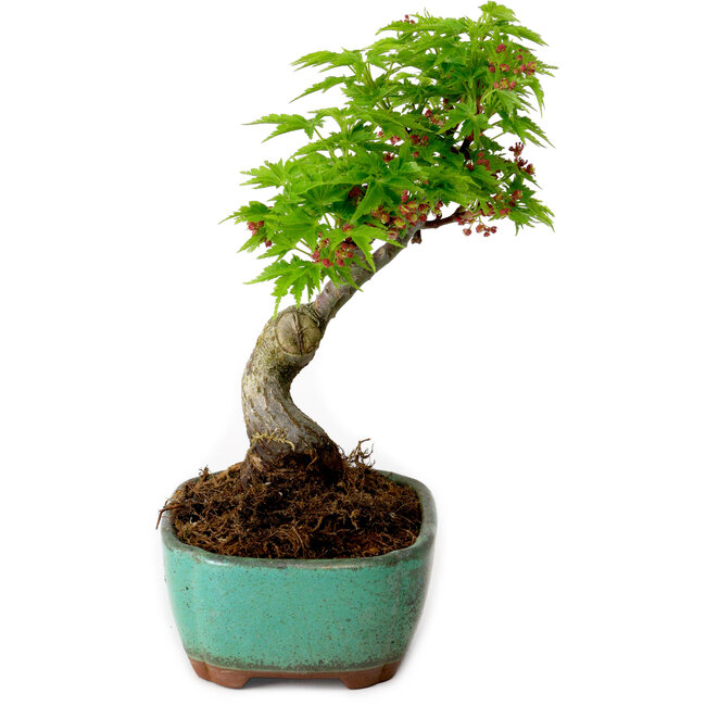 Acer palmatum Shishigashira, 15 cm, ± 10 years old, with a nebari of 2,5 cm
