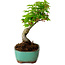 Acer palmatum Shishigashira, 15 cm, ± 10 years old, with a nebari of 2,5 cm