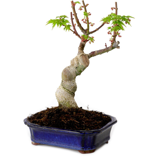 Acer palmatum Shishigashira, 15 cm, ± 10 years old, with a nebari of 2,5 cm