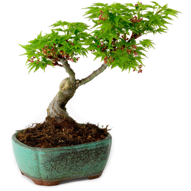 Acer palmatum Shishigashira, 15 cm, ± 10 years old, with a nebari of 2,5 cm