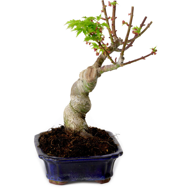 Acer palmatum Shishigashira, 15 cm, ± 10 anni, con nebari di 2,5 cm