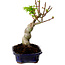 Acer palmatum Shishigashira, 15 cm, ± 10 jaar oud, met een nebari van 2,5 cm