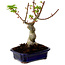 Acer palmatum Shishigashira, 15 cm, ± 10 anni, con nebari di 2,5 cm