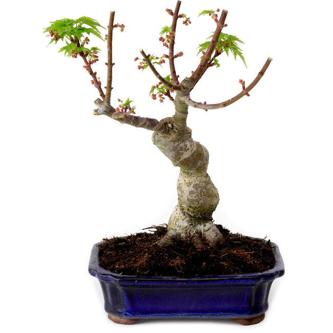 Acer palmatum Shishigashira, 15 cm, ± 10 Jahre alt, mit einem Wurzelhals von 2,5 cm