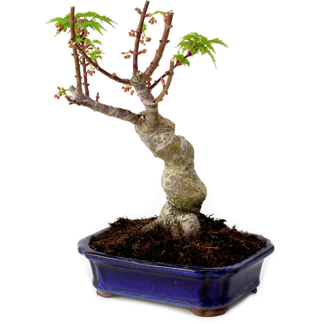 Acer palmatum Shishigashira, 15 cm, ± 10 jaar oud, met een nebari van 2,5 cm