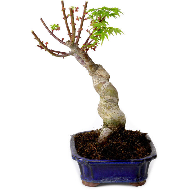 Acer palmatum Shishigashira, 15 cm, ± 10 Jahre alt, mit einem Wurzelhals von 2,5 cm
