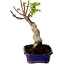 Acer palmatum Shishigashira, 15 cm, ± 10 jaar oud, met een nebari van 2,5 cm