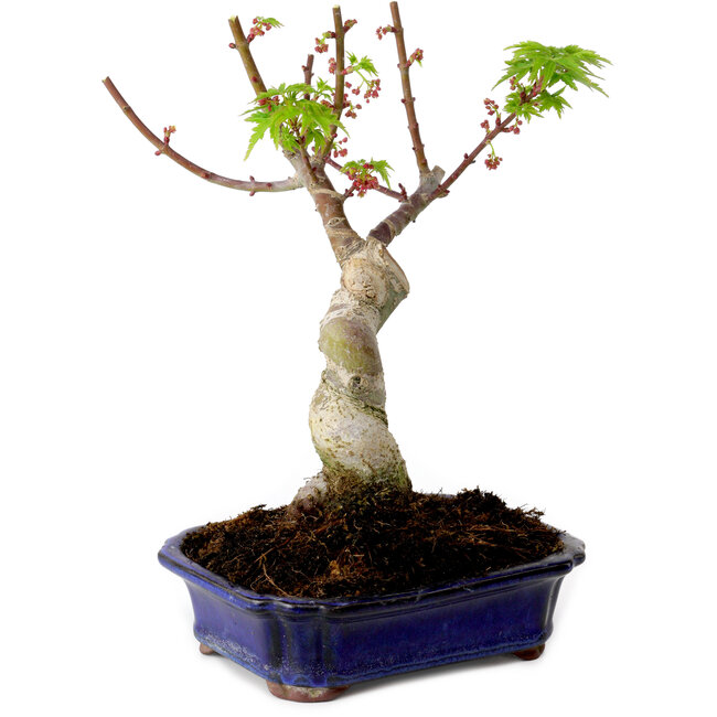 Acer palmatum Shishigashira, 15 cm, ± 10 years old, with a nebari of 2,5 cm
