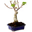 Acer palmatum Shishigashira, 15 cm, ± 10 Jahre alt, mit einem Wurzelhals von 2,5 cm