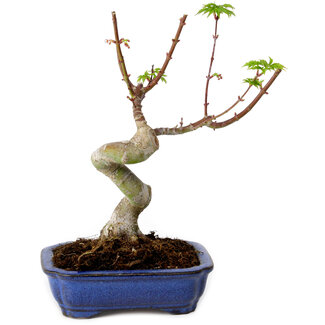Acer palmatum Shishigashira, 15 cm, ± 10 Jahre alt