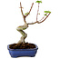 Acer palmatum Shishigashira, 15 cm, ± 10 años de edad, con un nebari de 2,5 cm.