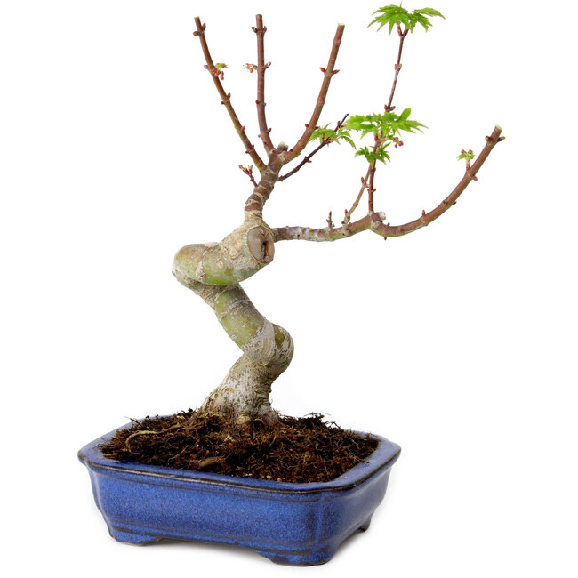 Acer palmatum Shishigashira, 15 cm, ± 10 anni, con nebari di 2,5 cm