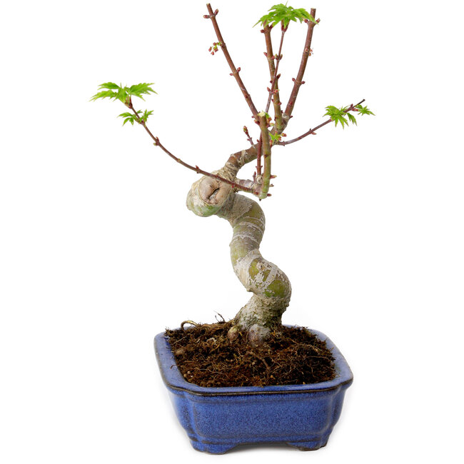 Acer palmatum Shishigashira, 15 cm, ± 10 ans, avec un nebari de 2,5 cm