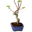 Acer palmatum Shishigashira, 15 cm, ± 10 jaar oud, met een nebari van 2,5 cm