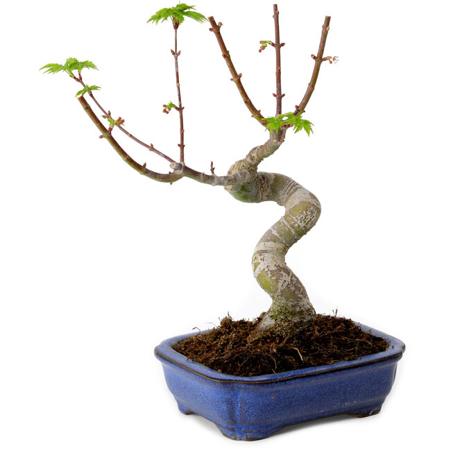 Acer palmatum Shishigashira, 15 cm, ± 10 years old, with a nebari of 2,5 cm
