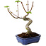 Acer palmatum Shishigashira, 15 cm, ± 10 ans, avec un nebari de 2,5 cm