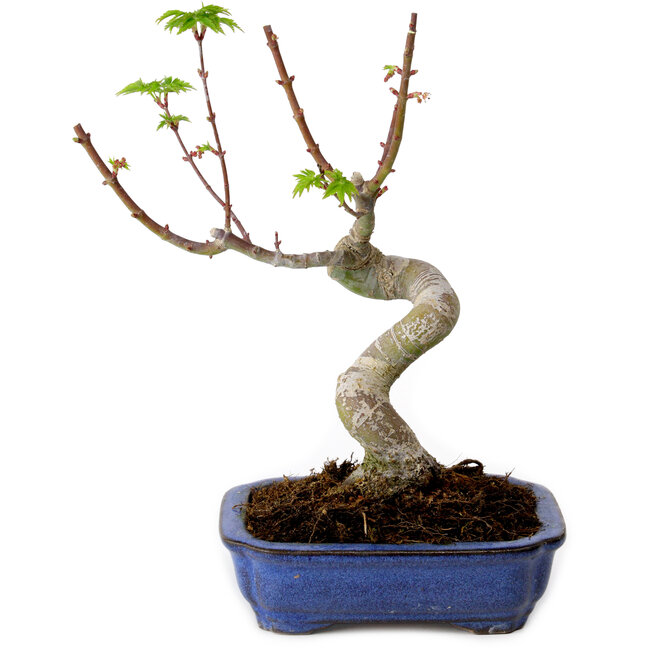 Acer palmatum Shishigashira, 15 cm, ± 10 jaar oud, met een nebari van 2,5 cm