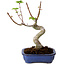 Acer palmatum Shishigashira, 15 cm, ± 10 anni, con nebari di 2,5 cm