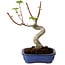 Acer palmatum Shishigashira, 15 cm, ± 10 Jahre alt, mit einem Wurzelhals von 2,5 cm