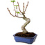 Acer palmatum Shishigashira, 15 cm, ± 10 anni, con nebari di 2,5 cm