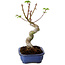 Acer palmatum Shishigashira, 15 cm, ± 10 Jahre alt, mit einem Wurzelhals von 2,5 cm
