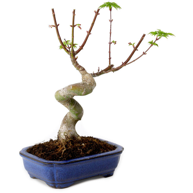 Acer palmatum Shishigashira, 15 cm, ± 10 años de edad, con un nebari de 2,5 cm.