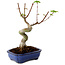 Acer palmatum Shishigashira, 15 cm, ± 10 Jahre alt, mit einem Wurzelhals von 2,5 cm