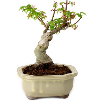 Acer palmatum Shishigashira, 15 cm, ± 10 anni