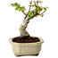 Acer palmatum Shishigashira, 15 cm, ± 10 jaar oud, met een nebari van 2,5 cm