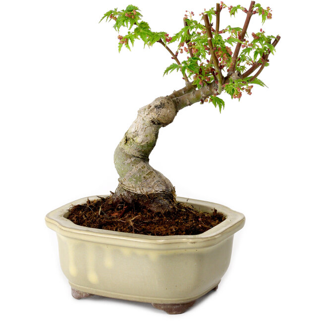 Acer palmatum Shishigashira, 15 cm, ± 10 años de edad, con un nebari de 2,5 cm.