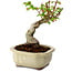 Acer palmatum Shishigashira, 15 cm, ± 10 jaar oud, met een nebari van 2,5 cm