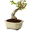 Acer palmatum Shishigashira, 15 cm, ± 10 Jahre alt, mit einem Wurzelhals von 2,5 cm