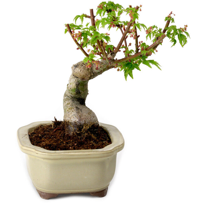 Acer palmatum Shishigashira, 15 cm, ± 10 years old, with a nebari of 2,5 cm
