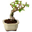 Acer palmatum Shishigashira, 15 cm, ± 10 years old, with a nebari of 2,5 cm