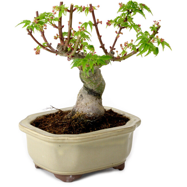 Acer palmatum Shishigashira, 15 cm, ± 10 ans, avec un nebari de 2,5 cm