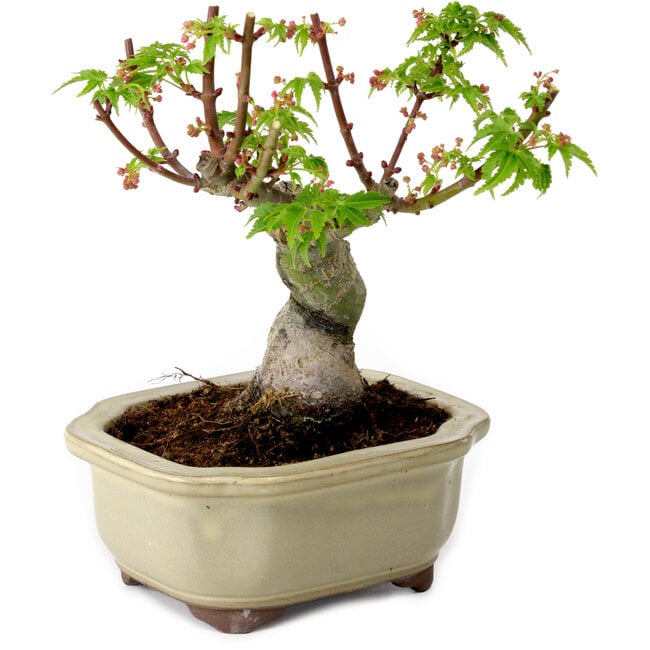 Acer palmatum Shishigashira, 15 cm, ± 10 years old, with a nebari of 2,5 cm