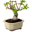 Acer palmatum Shishigashira, 15 cm, ± 10 años de edad, con un nebari de 2,5 cm.