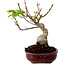 Acer palmatum Shishigashira, 15 cm, ± 10 years old, with a nebari of 2,5 cm