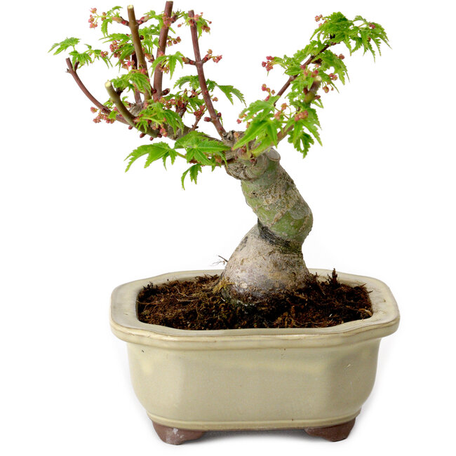 Acer palmatum Shishigashira, 15 cm, ± 10 years old, with a nebari of 2,5 cm