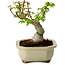 Acer palmatum Shishigashira, 15 cm, ± 10 ans, avec un nebari de 2,5 cm