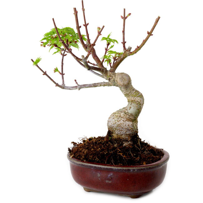 Acer palmatum Shishigashira, 15 cm, ± 10 years old, with a nebari of 2,5 cm