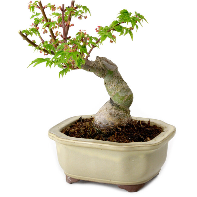 Acer palmatum Shishigashira, 15 cm, ± 10 jaar oud, met een nebari van 2,5 cm
